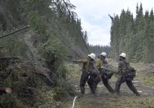 Members of the White Mountain Type 2 Initial Attack crew clear a 40 foot wide indirect line on the Tetlin River Fire on Thursday, June 24, 2016. The clearing works as a fire break for firefighting efforts.  Photo by Sam Harrel/Alaska Division of Forestry 