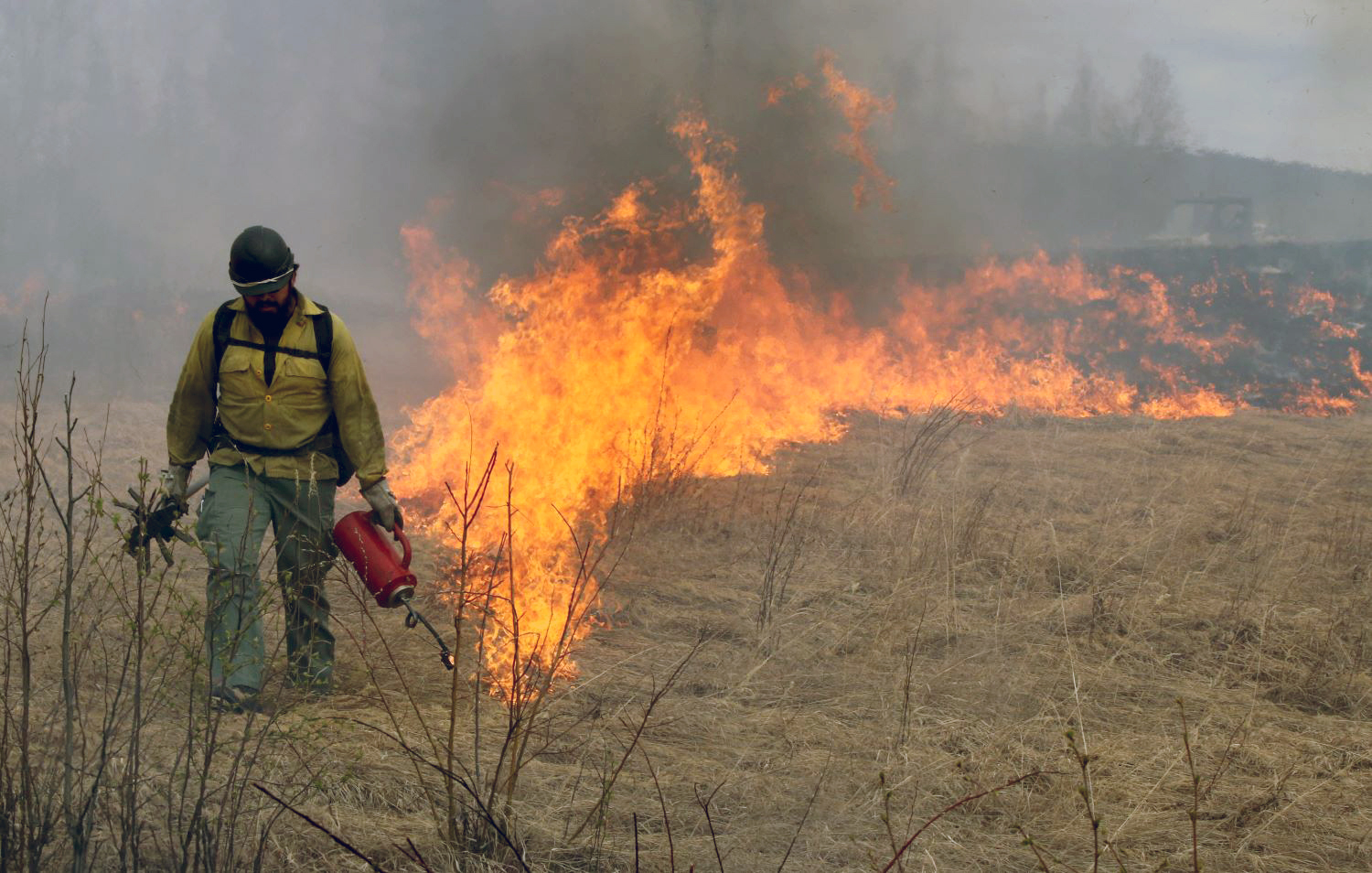 Firefighter looking down while using a drip torch to light dead grass on fire, leaving a wall of flames behind him.