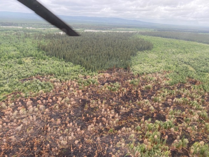 View from a helicopter of brown colored burned trees meeting up with a stand of green colored unburned black spruce trees. There is a river in the background. A propeller blade from the helicopter can be seen in the left corner of the photo.