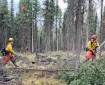A two wildland firefighters work in a wooded area to create a fire break.