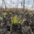 New growth blooms from the top of a burned tussock